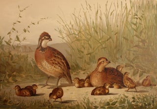 Upland Game Birds and Water Fowl of the United States.