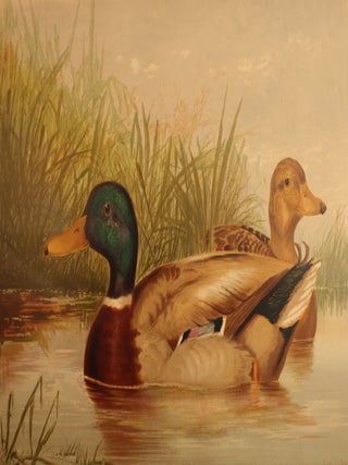 Upland Game Birds and Water Fowl of the United States.